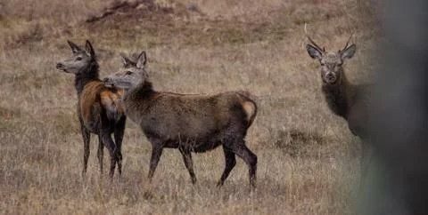 Wild Deer Stock Photos
