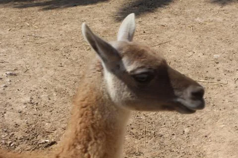 Wild deer Stock Photos