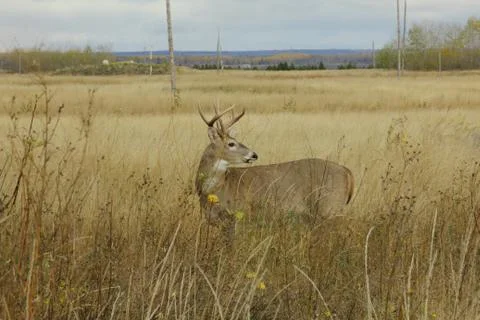 Wild Deer Stock Photos