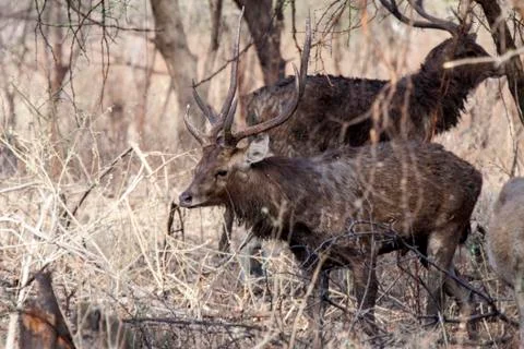 WILD DEER Stock Photos