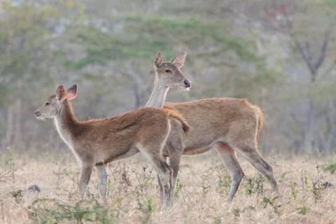 WILD DEER Stock Photos