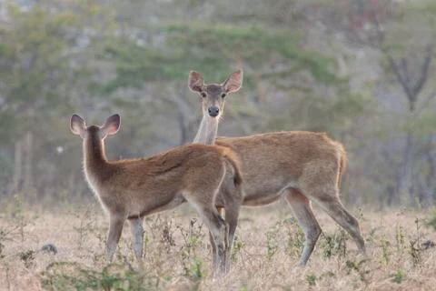 WILD DEER Stock Photos
