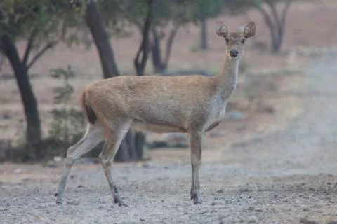 WILD DEER Stock Photos