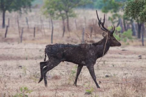 WILD DEER Stock Photos
