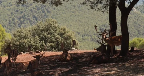 Wild deer resting in a forest on a hot day slow motion  120 fps Stockbeeldmateriaal 251457713