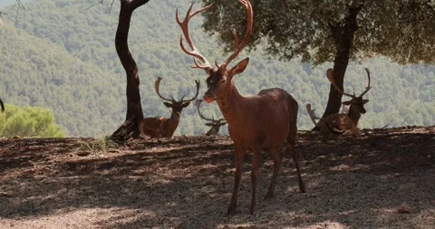 Wild deer resting in a mountain forest slow motion 120 fps Stockbeeldmateriaal 251456737