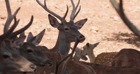 Wild deer resting in a mountain forest on a hot summer day slow motion 120 fps Stockbeeldmateriaal 251457960
