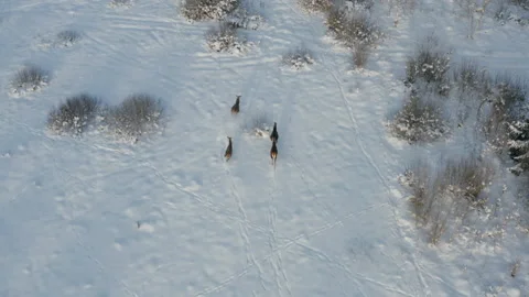 Wild deer running across the field in winter Stock Footage 167355198