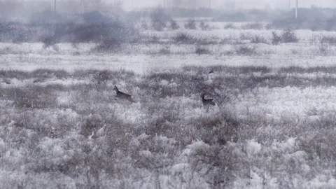 Wild Deer Running Field Winter Time Slow Motion Vidéo 146789084
