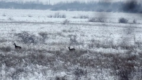 Wild Deer Running Field Winter Time Slow Motion Vídeo Stock 146789593