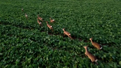 WILD DEER RUNNING IN NATURE Stock Footage 153534285