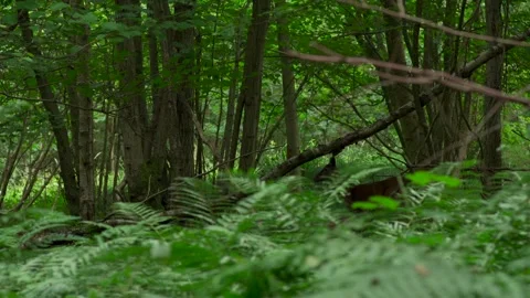 A wild deer running through a British woodland Видео 253786370