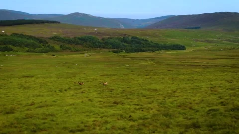 Wild deer running through the Wicklow mountains. Stock Footage 158186105