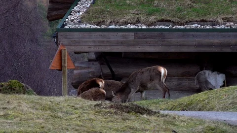 Wild deer in Scotland Stock Footage 103850577