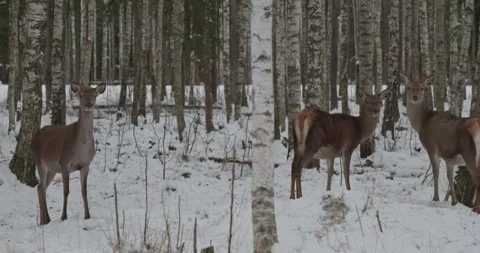 Wild deer standing in a snowy forest during winter Stock Footage 345964945