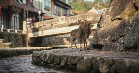 Wild Deer Standing on Stone Path in Japanese Town Stock Footage 344231507