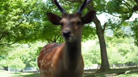 Wild deer walking close in Nara Park, Japan Stockbeeldmateriaal 314927014