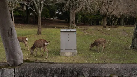 Wild Deer Walking in Nara Park Japan Urban Nature Scene Video stock 333357783