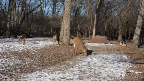 Wild deer walking in winter forest park Video stock 327679028
