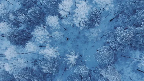 Wild deer in the winter forest. Video stock 102528153