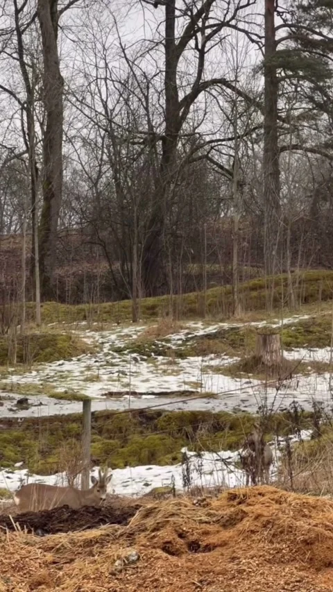 Wild Deer in Winter Forest with Snow on Ground Stock Footage 330543231