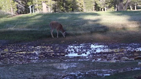 Wild Deer - Yosemite Stock Footage 100526310