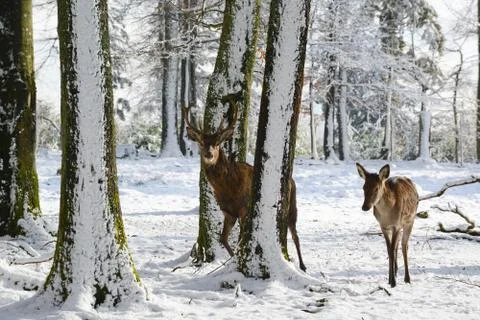 Wild deers between the trees, in the winter park with fresh snow Stock Photos