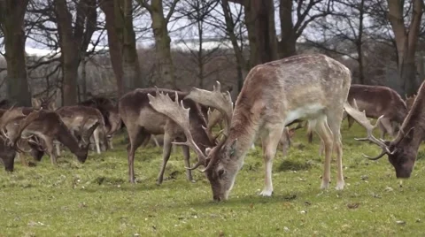 Wild Deers Eating Stock Footage 48579073