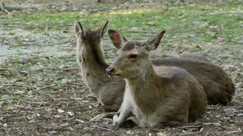Wild deers in the park Video stock 132134523