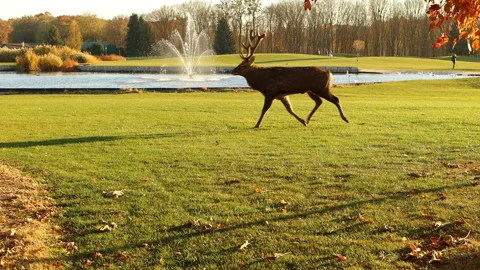 Wild deers in park Stock Footage 164382905