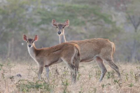 WILD DEERS Stock Photos