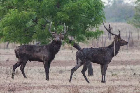 WILD DEERS Stock Photos