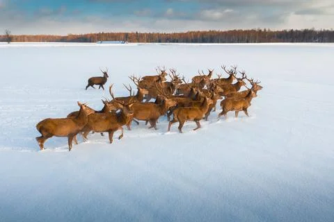 Wild deers Stock Photos