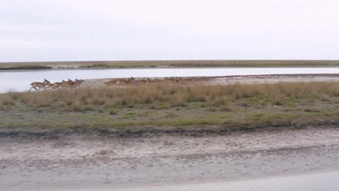 Wild deers running on the field Stock Footage 255623639