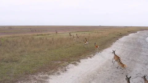 Wild deers running on the field Stock Footage 255623877