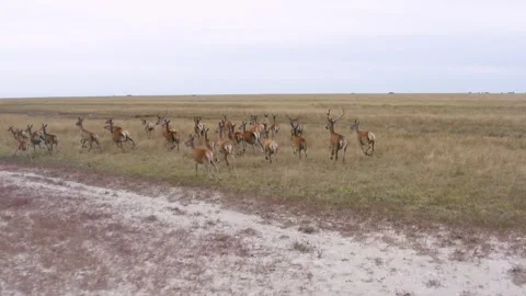 Wild deers running on the field Stock Footage 255623908