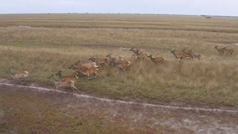 Wild deers running on the field Stock Footage 255623930