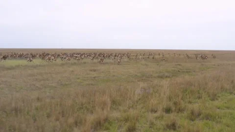 Wild deers running on the field Stock Footage 255624159