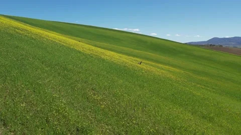 Wild Deers running on Landscape Stock Footage 184105301