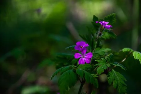 A wild delicate lilac Herb-Robert flower on a dark green blurred background. Stock Photos