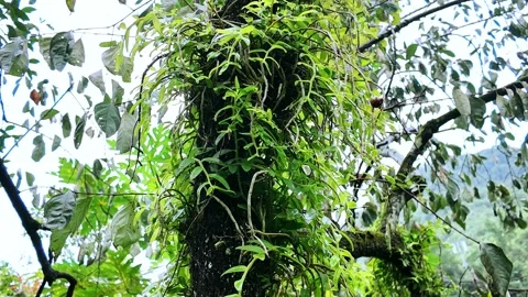 Wild Dendrobium Growing in Guangxi Forest 4K Video Video stock 319422861