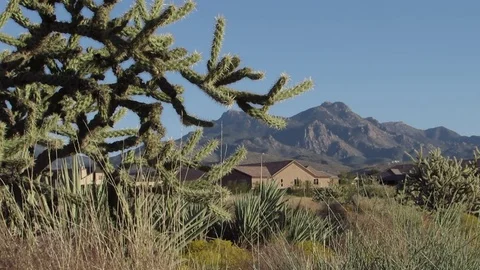 Wild desert Cholla Cactus in a field with a house and the Hualapai mountains Stock Footage 80745809