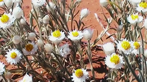 Wild Desert Flowers Stock Footage 246891171