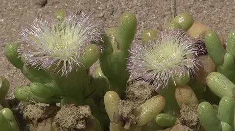 A wild desert plant Stock Footage 16430622