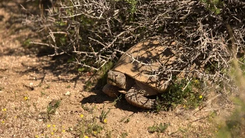 Wild Desert Tortoise in Mojave Desert California Gopherus agassizii Stock Footage
