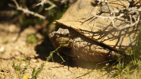 Wild Desert Tortoise in Mojave Desert California Gopherus agassizii Stock Footage