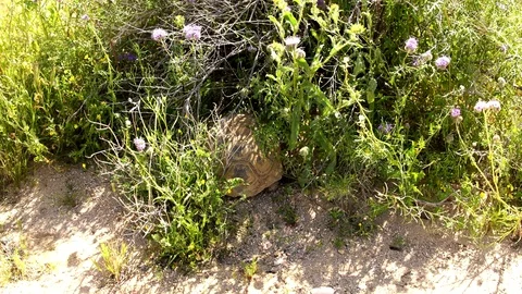 Wild Desert Tortoise in Mojave Desert California Gopherus agassizii Stock Footage