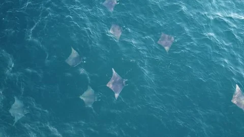 Wild Devil Rays Gliding Through Blue Water During Sunset Stock Footage 348695640