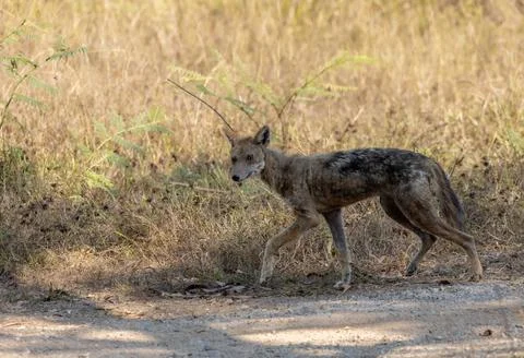 Wild Dhole Walking Alone in Khao Yai National Park, Thailand Stock Photos