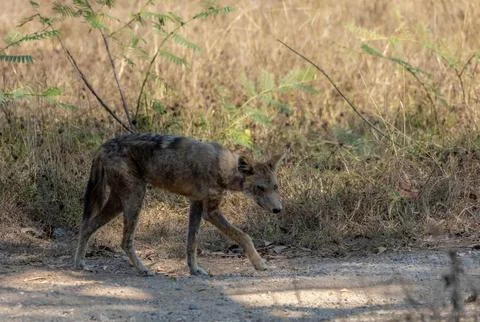 Wild Dhole Walking Through Dry Grassland in Khao Yai National Park Stock Photos